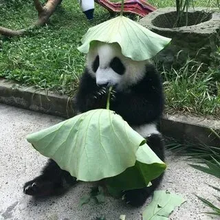 Cổ vũ ai đó theo cách hài hước với meme gấu trúc vỗ tay