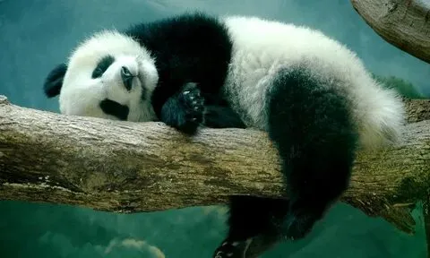 Biểu cảm bất lực của meme gấu trúc là cách tuyệt vời để thể hiện sự 