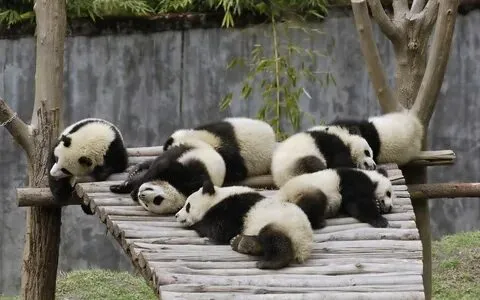 Hài hước và lầy lội, meme gấu trúc bĩu môi là lựa chọn hoàn hảo để trêu đùa