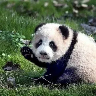 Biểu cảm ngơ ngác của meme gấu trúc chấm hỏi sẽ làm bạn bật cười
