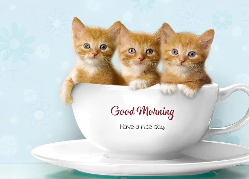 Hello meme chào mang đến cảm giác gần gũi và thân thiện, tạo niềm vui cho người xem.