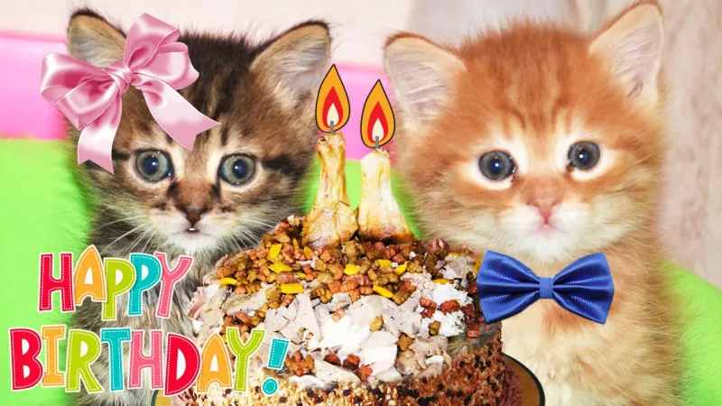 Hài hước với meme happy birthday to you độc đáo và vui nhộn