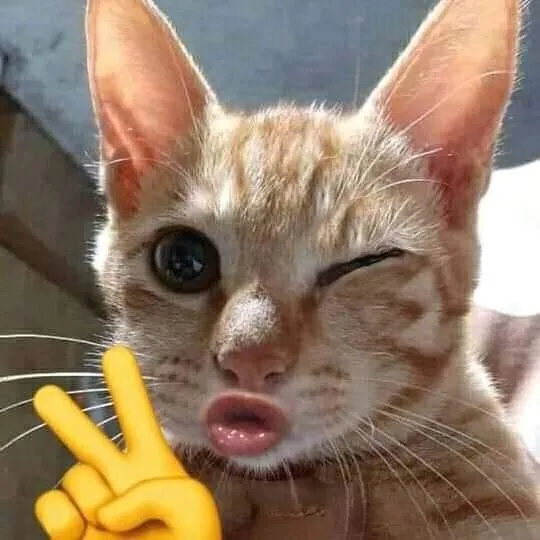 Khám phá meme bựa nhất để tận hưởng những phút giây thư giãn đầy thú vị