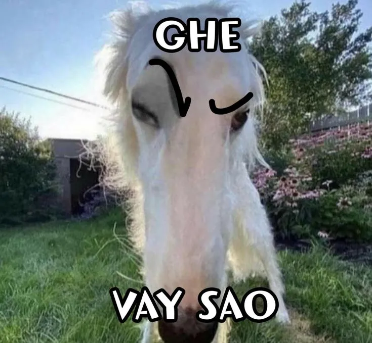 Meme bựa hài là món quà tinh thần giúp bạn xả stress một cách hiệu quả