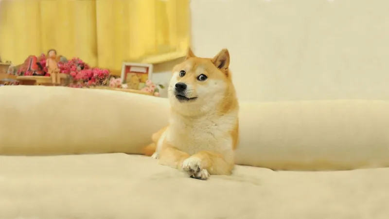 Hình nền chó meme ghi điểm với các biểu cảm ngộ nghĩnh của 