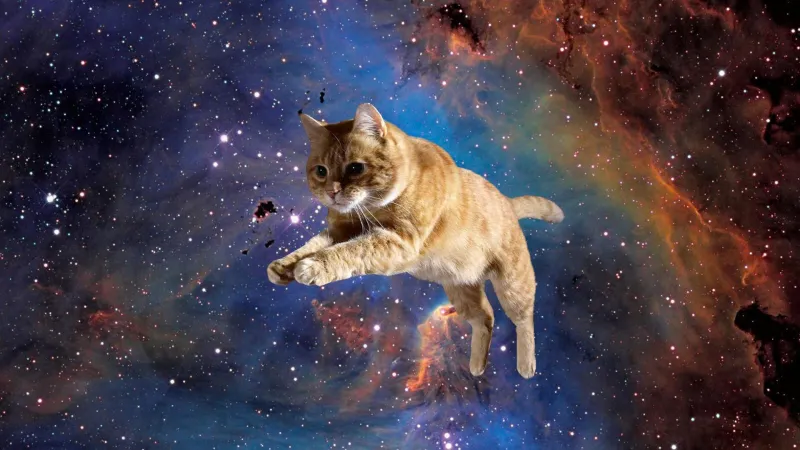 Hãy làm mới điện thoại của bạn với hình nền điện thoại mèo meme đáng yêu.
