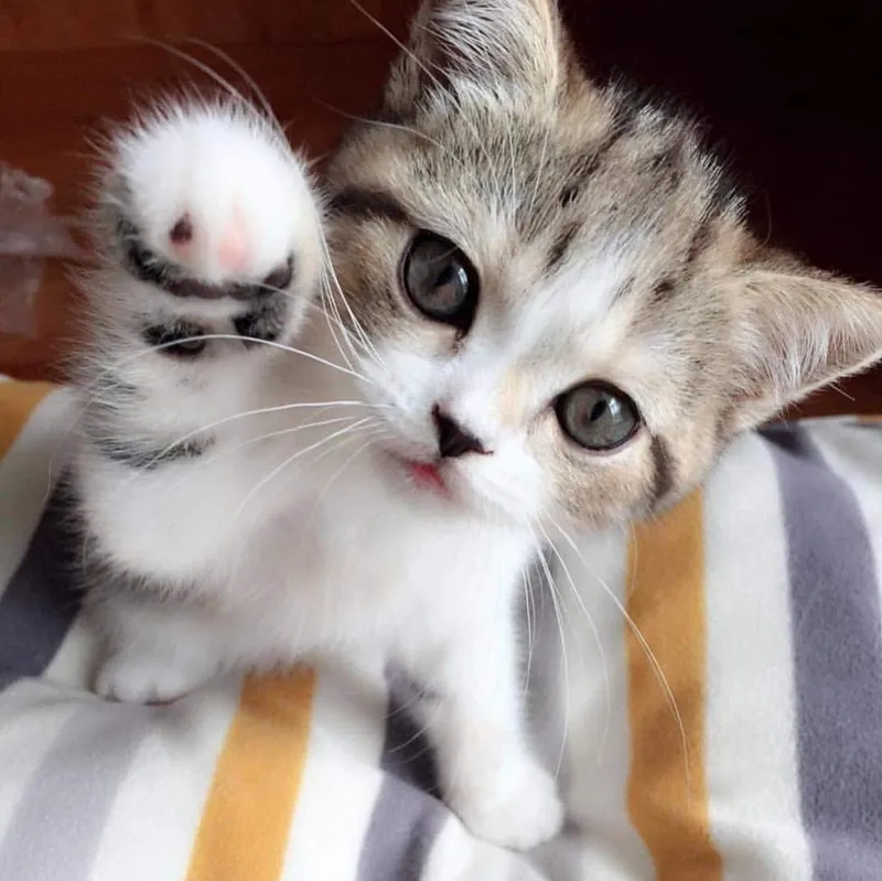 Sử dụng avatar mèo cute meme để tạo điểm nhấn dễ thương và thu hút sự chú ý.