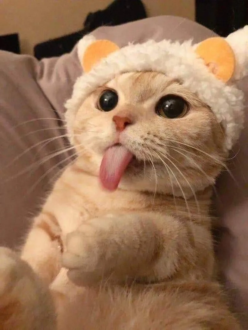 Meme mèo khóc cute luôn mang đến sự ngộ nghĩnh khiến người xem không thể ngừng cười.