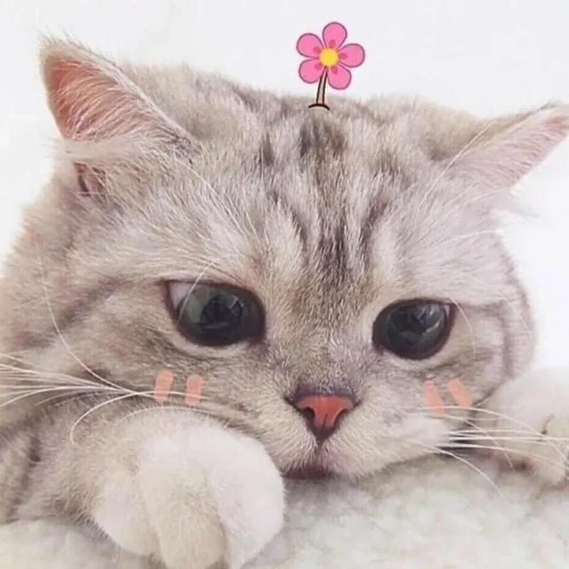 Troll ảnh meme cute mang đến những tình huống hài hước không thể bỏ qua.