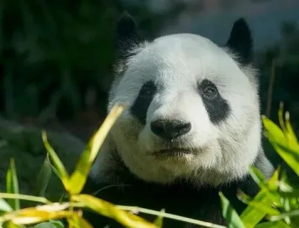 Những đôi mắt thâm đáng yêu của gấu trúc trong meme này khiến ai cũng phải bật cười