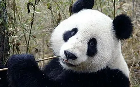 Tận hưởng tiếng cười bất tận với meme gấu trúc mắt thâm hài hước