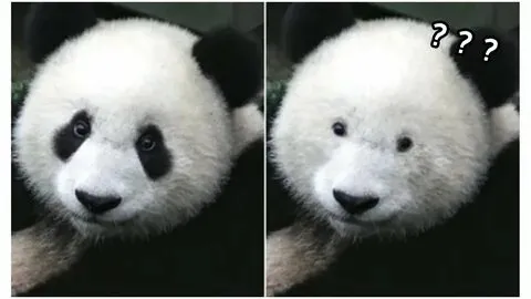 Meme gấu trúc mắt thâm là biểu tượng của sự 