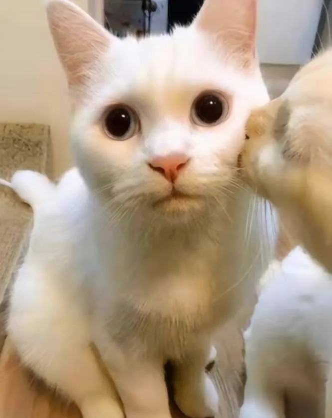 Meme ông da đen bất ngờ trở thành biểu tượng vui nhộn trên internet