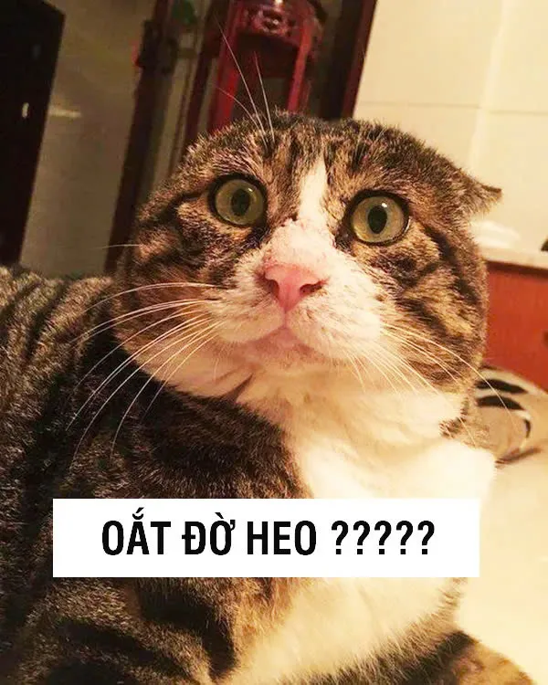 Meme thằng da đen bất ngờ khiến người xem không nhịn được cười