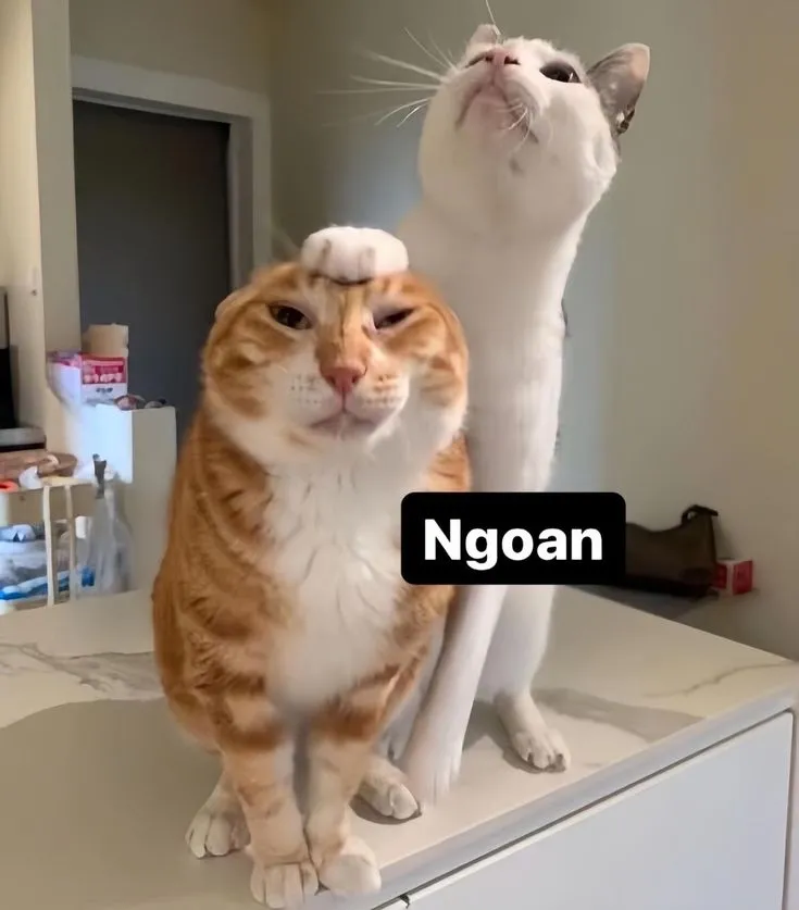 Meo bựa meme mèo là biểu tượng hài hước không thể thiếu trên mạng xã hội