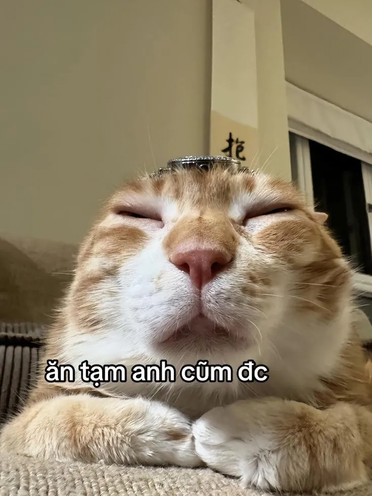 Ảnh hài meme mèo bựa làm ngày của bạn thêm phần thú vị và vui nhộn