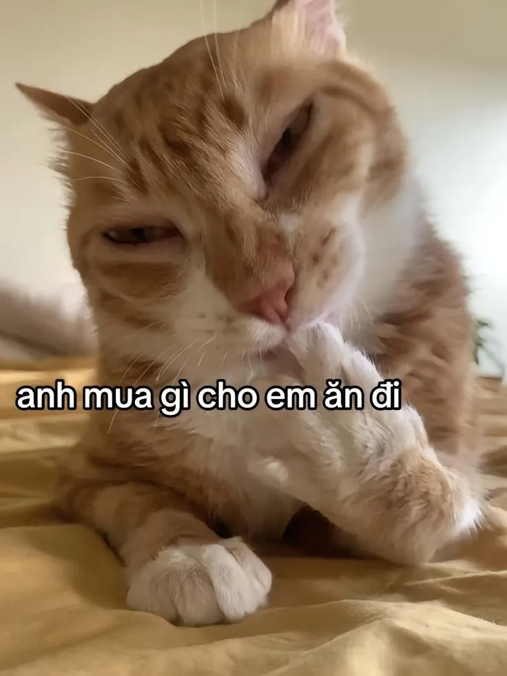 Cute ảnh chế meme mèo bựa mang lại sự dễ thương và tiếng cười sảng khoái