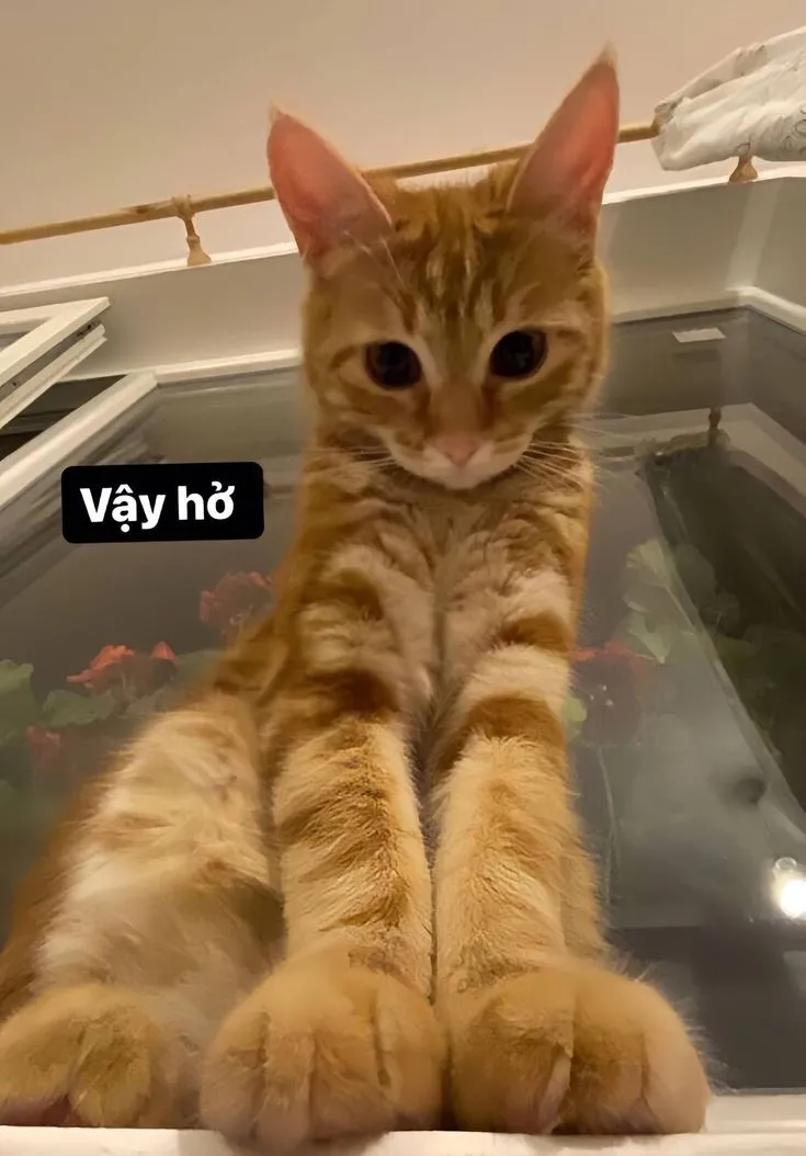 Bựa meme mèo cute là sự kết hợp hoàn hảo giữa đáng yêu và hài hước