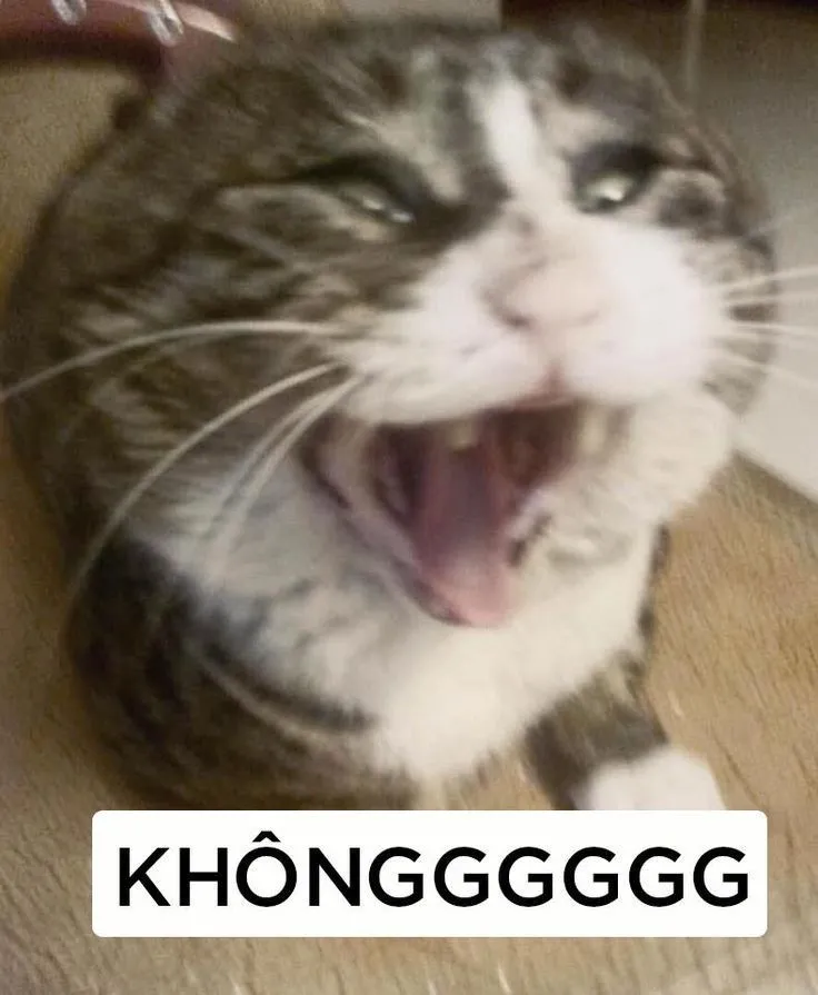 Ảnh chế meme mèo bựa với biểu cảm há miệng làm bạn cười đến đau bụng
