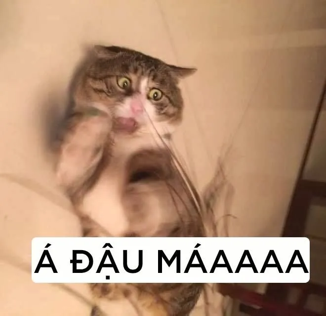 Mèo hài bựa ảnh meme là món quà tinh thần ngộ nghĩnh dành cho bạn