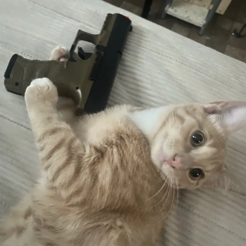 Một tấm ảnh meme thả tim có thể khiến ngày của bạn thêm phần rạng rỡ!
