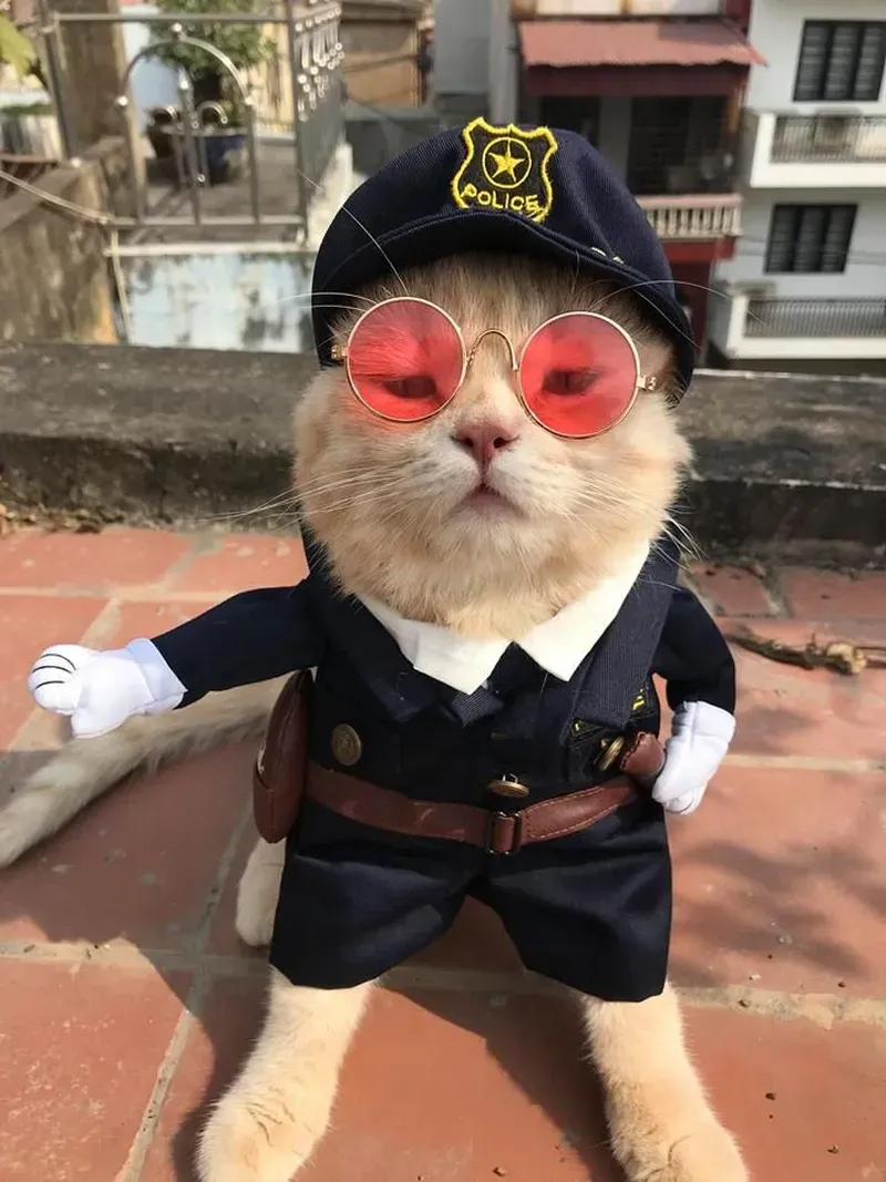 Mèo công an trong meme mang đến sự dễ thương và hài hước độc đáo.