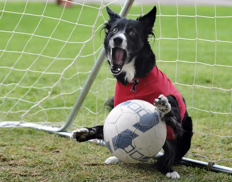 Meme Messi trong World Cup không thể thiếu trong bộ sưu tập.
