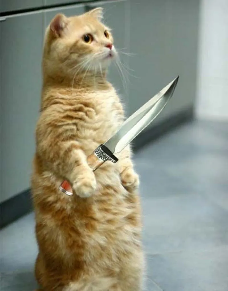 Hình ảnh chó cầm súng meme 