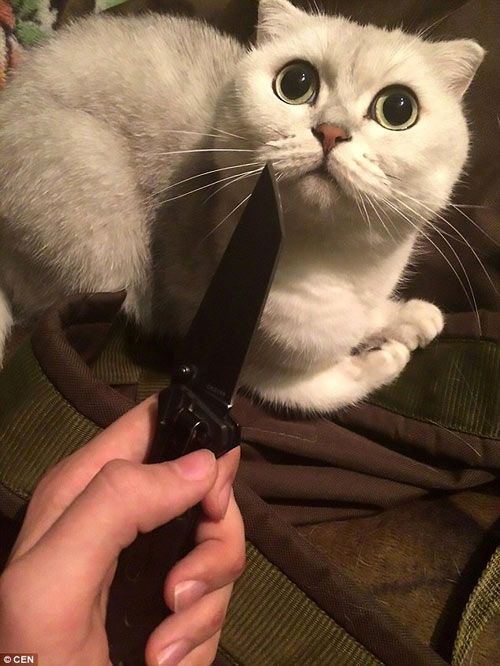 Meme cầm súng chất chơi, biểu cảm hài hước đậm nét giải trí.
