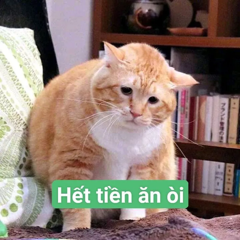 Meme cầm tiền khóc mang đến sự đồng cảm cho những ai đang trải qua những giây phút cảm động.