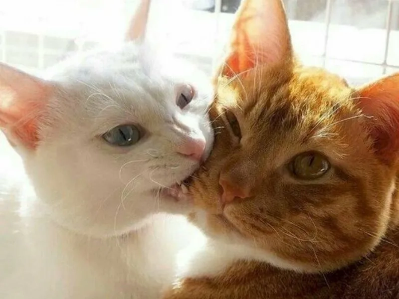 Cá mập cắn cáp meme tạo nên những khoảnh khắc bất ngờ và hài hước.
