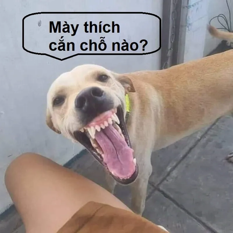 Những tình huống bất ngờ trong meme 