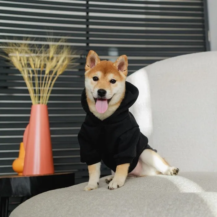 Hình nền cheems meme là lựa chọn thú vị để làm đẹp cho màn hình điện thoại hoặc máy tính.