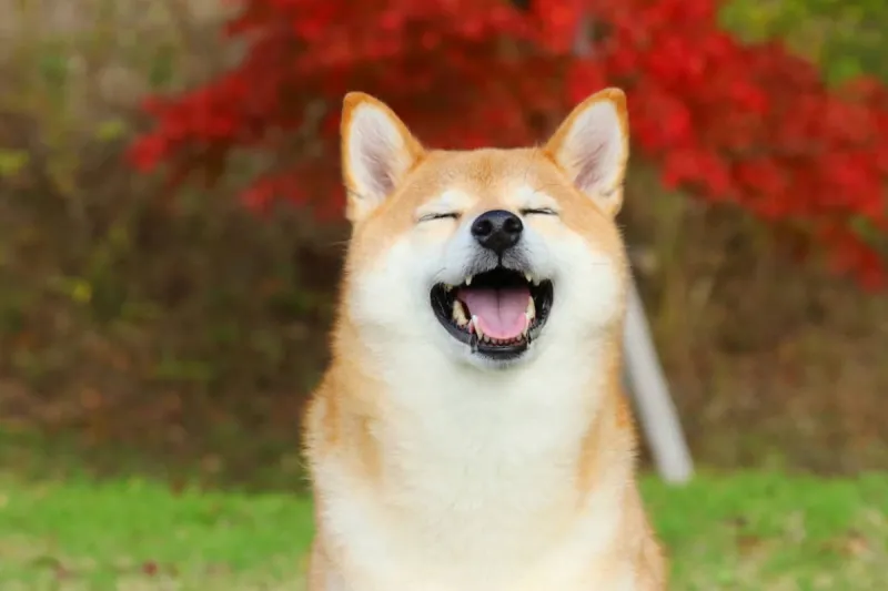 Cheems meme cầm súng mang đến tiếng cười với hình ảnh đầy sáng tạo và vui nhộn.