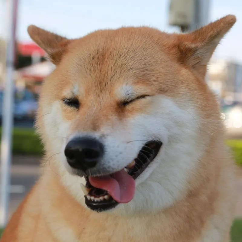 Người que meme cheems mèo cầm phóng lợn là trào lưu lan tỏa mạnh mẽ với nét hài hước.