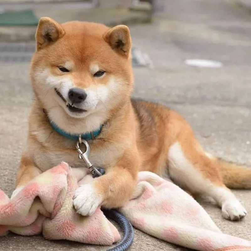 Ảnh meme cheems cầm súng tạo ra sự hài hước đối lập giữa sự ngây ngô và 