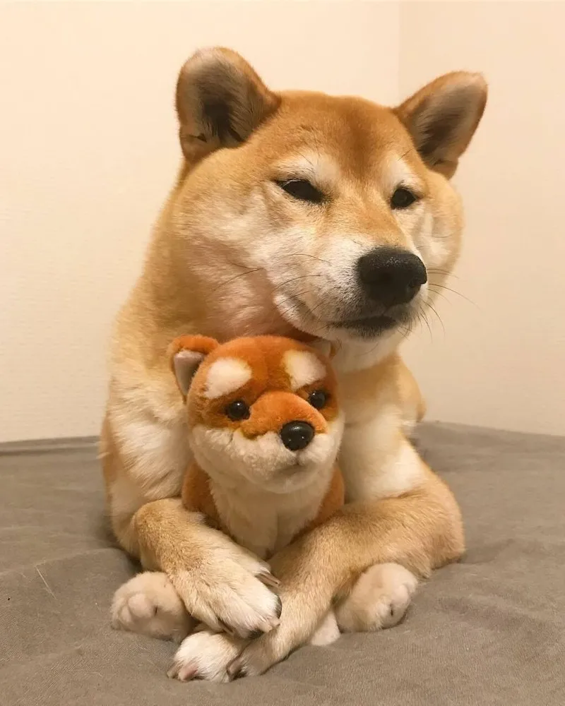 Meme cheems meme ảnh mèo cầm phóng lợn là sự sáng tạo không giới hạn của cộng đồng mạng.
