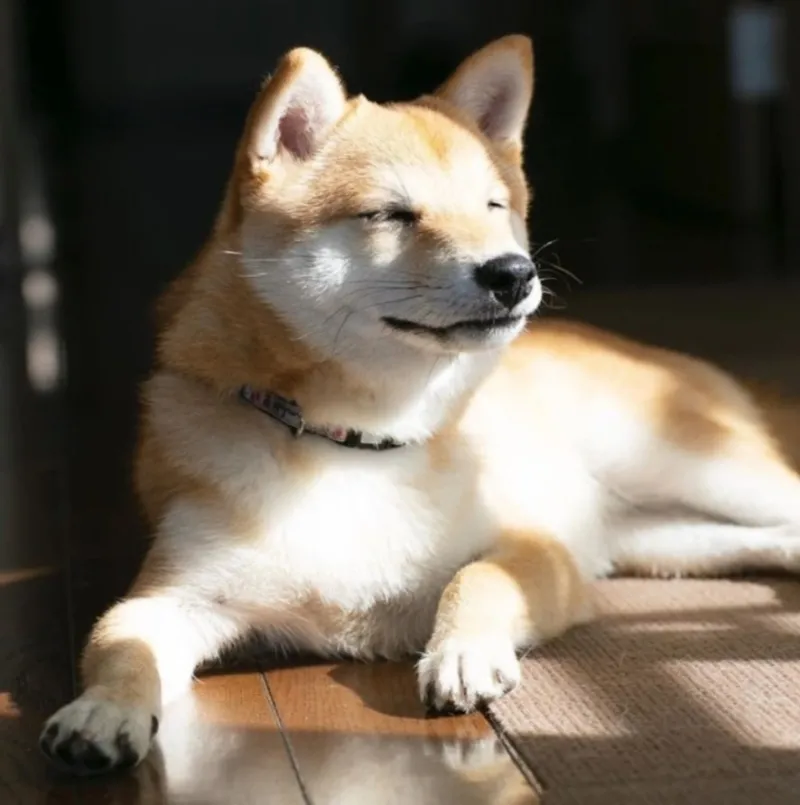 Hình nền điện thoại meme cheems mang đến sự hài hước và độc đáo cho thiết bị của bạn.