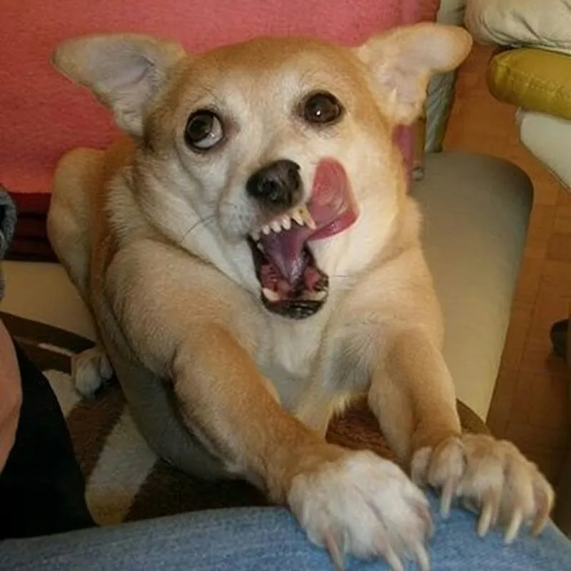 Meme chó đeo kính gây ấn tượng với sự hài hước pha chút phong cách ngầu lòi.