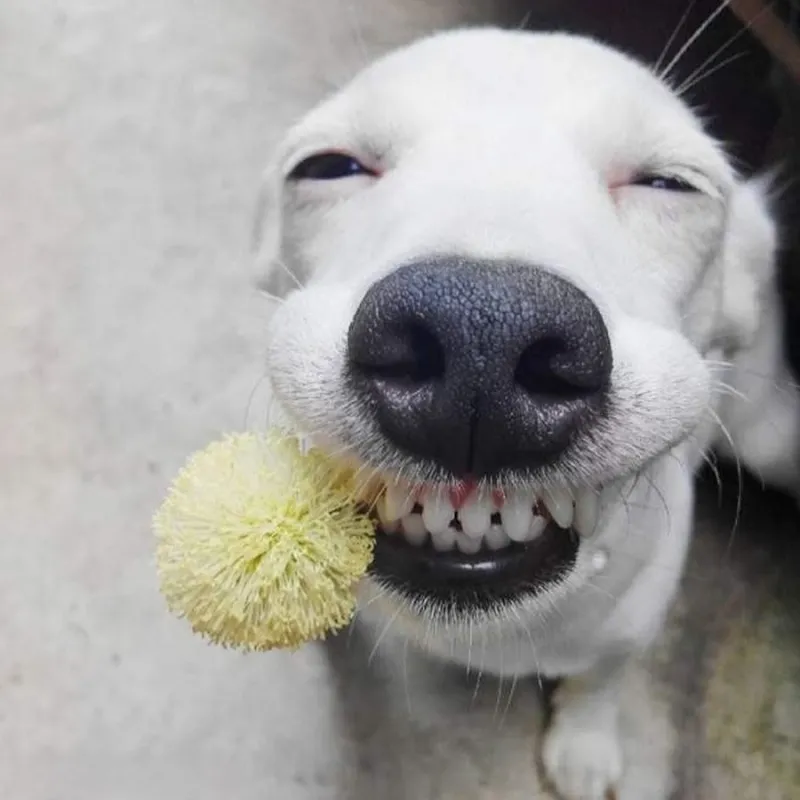 Hình chó cười với vẻ mặt hóm hỉnh luôn khiến người xem bật cười thích thú.