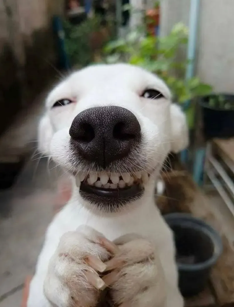 Chó cười cute ghi điểm với những biểu cảm đáng yêu, giúp lan tỏa tiếng cười.