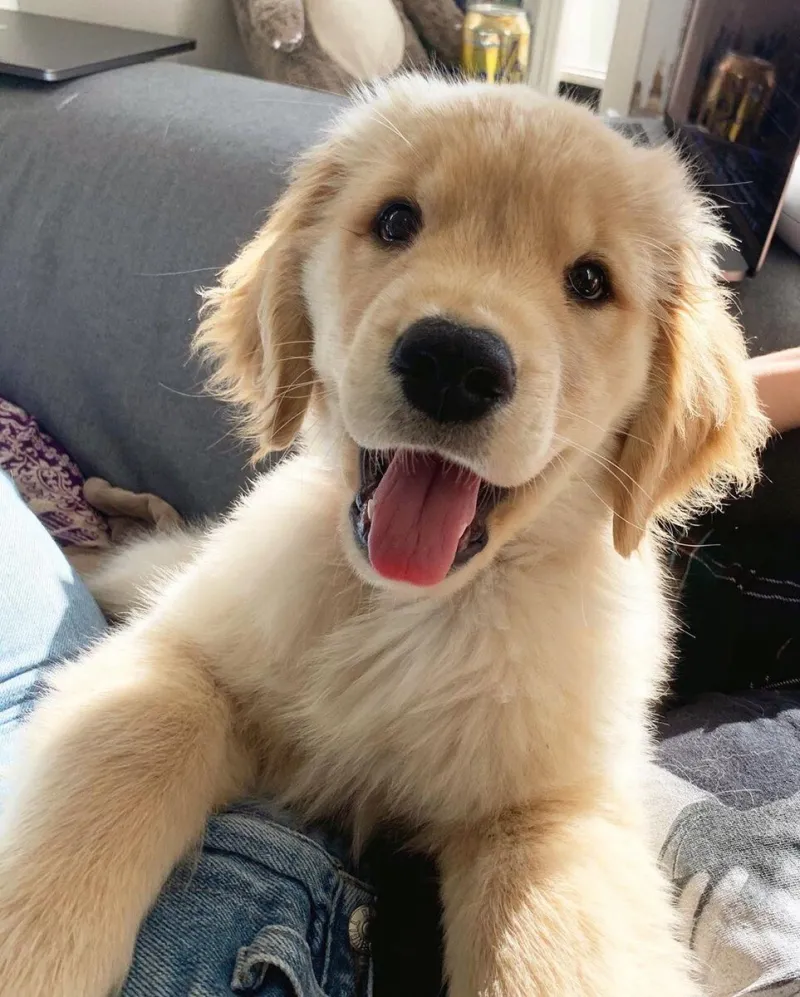 Chó cute dễ thương là lựa chọn hàng đầu để làm phong phú bộ sưu tập ảnh của bạn.