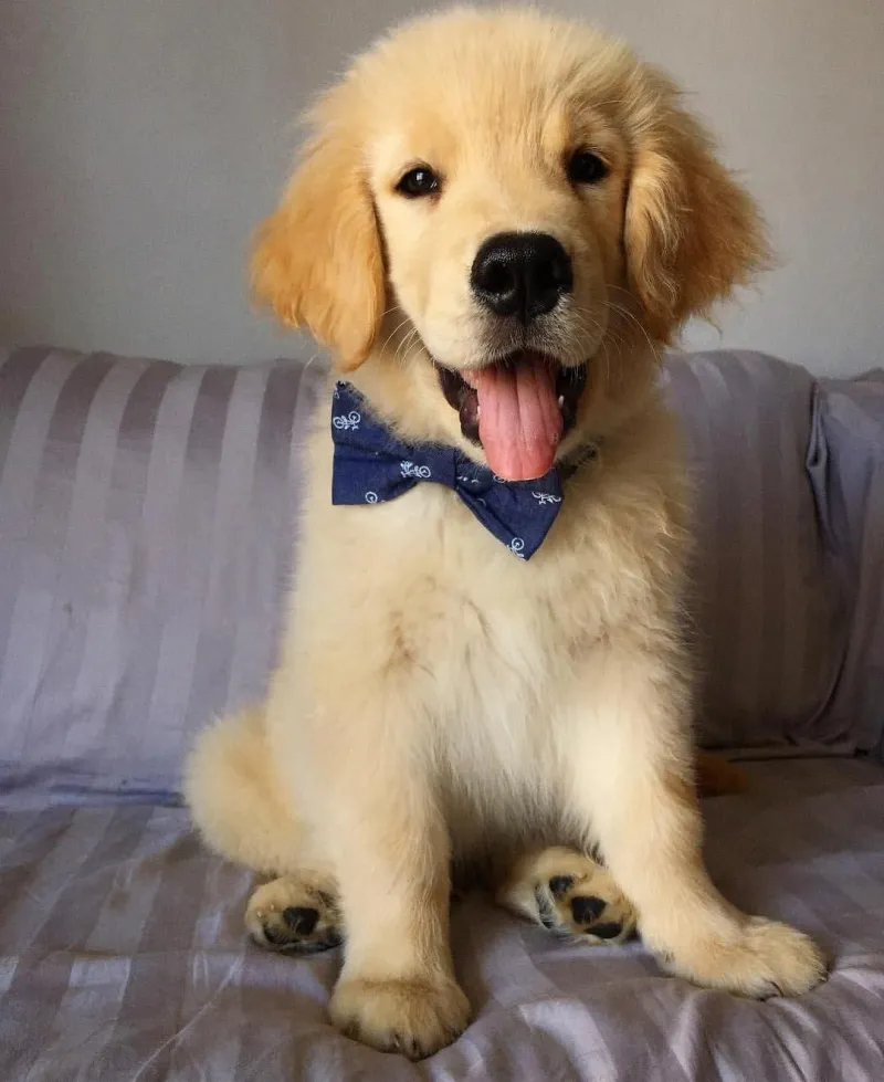 Chó cute hoạt hình luôn gây ấn tượng với màu sắc rực rỡ và biểu cảm vui tươi.