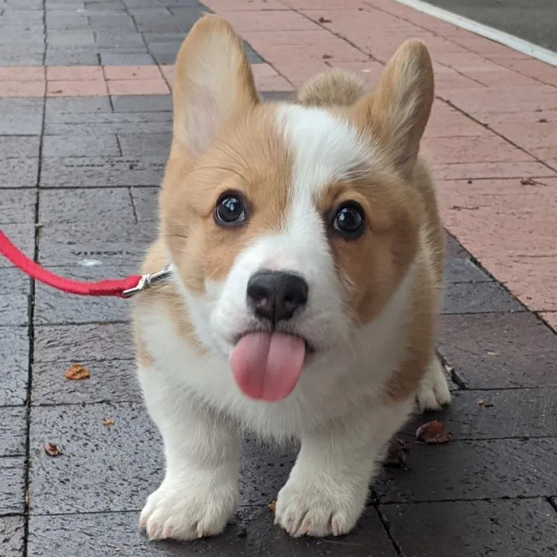 Chó cute hình nền là sự lựa chọn hoàn hảo để làm đẹp màn hình điện thoại hoặc máy tính.