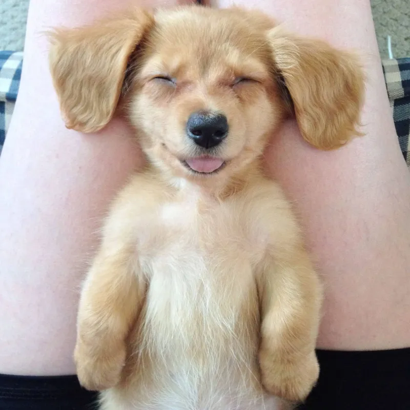 Cute hình vẽ con chó đáng yêu làm tan chảy trái tim người xem với sự ngộ nghĩnh.
