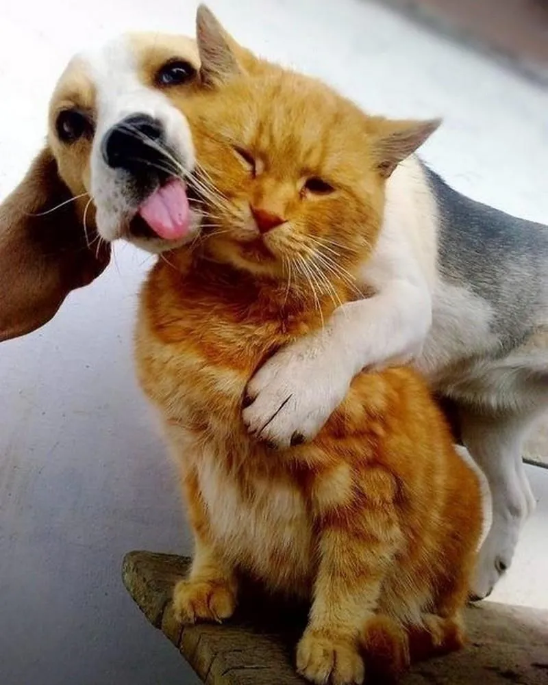 Hình ảnh con chó và con mèo thể hiện tình bạn dễ thương và đầy màu sắc.