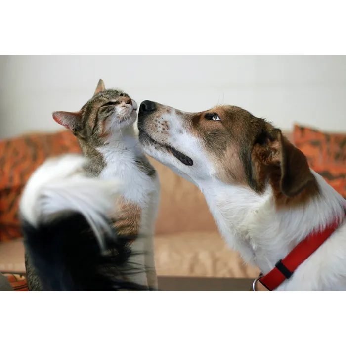 Hình ảnh chó ôm mèo đáng yêu mang thông điệp về tình bạn đầy ngọt ngào.
