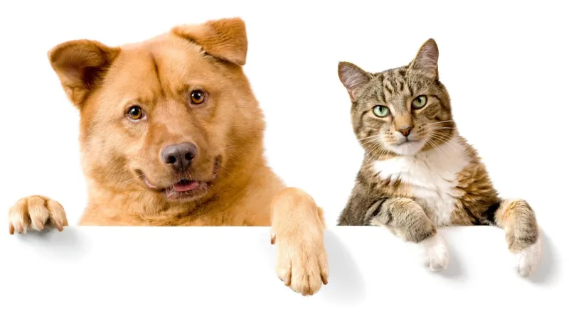 Hình ảnh chó và mèo đáng yêu ghi lại những khoảnh khắc ngộ nghĩnh không thể bỏ qua.
