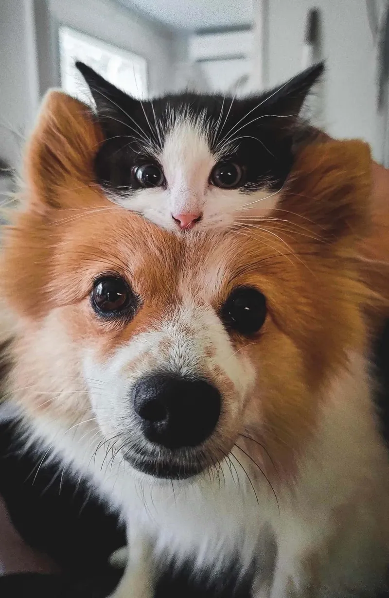 Hình ảnh chó và mèo cute làm tan chảy trái tim với sự đáng yêu khó cưỡng.
