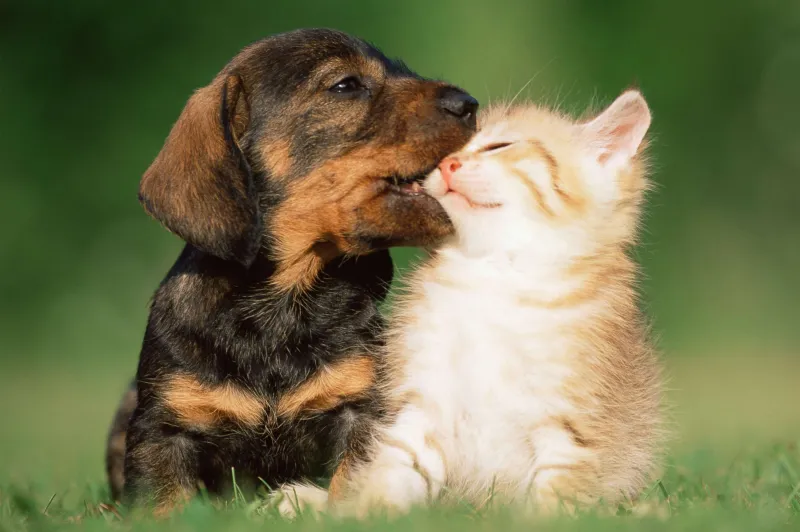 Hình ảnh chó mèo cute là lựa chọn lý tưởng để chia sẻ niềm vui với mọi người.